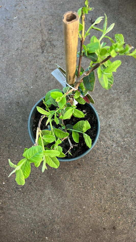 Pink Guava