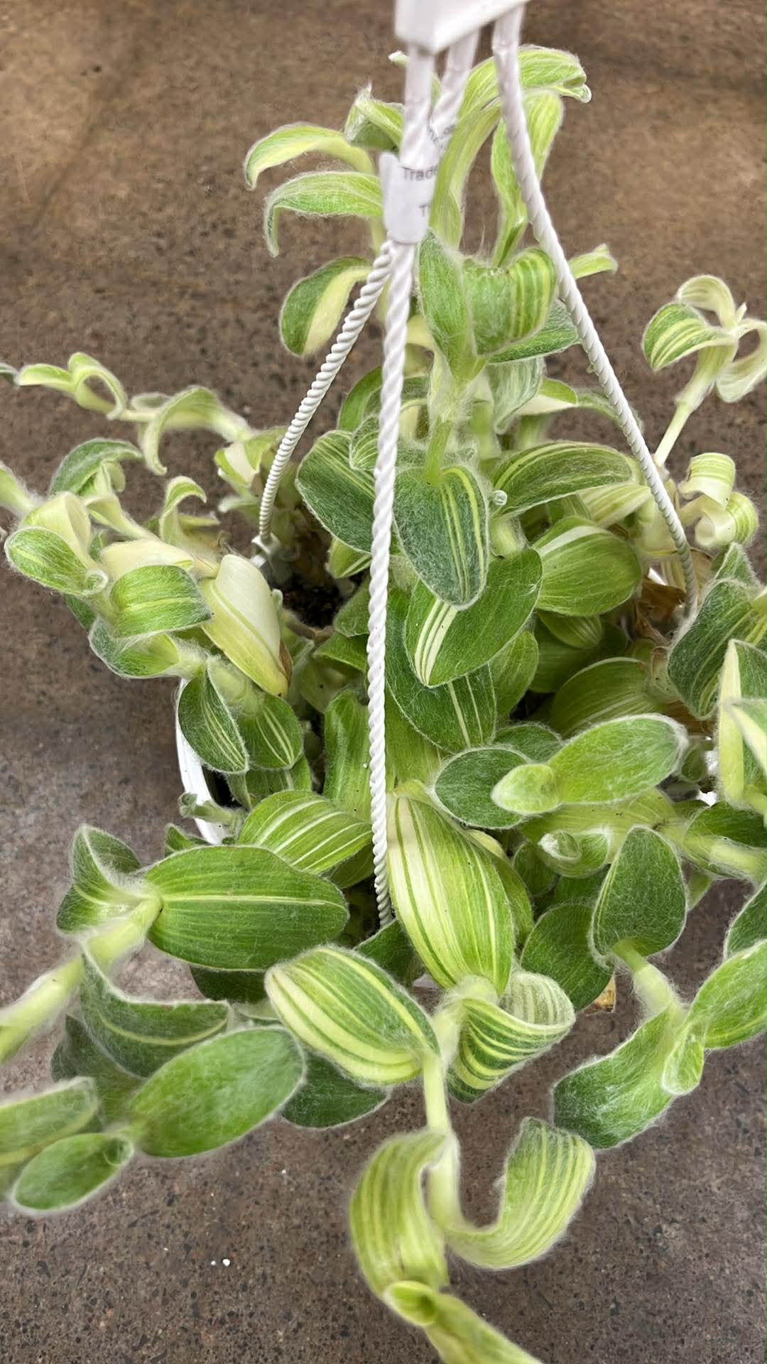 Tradescantia Sillamontana Variegata