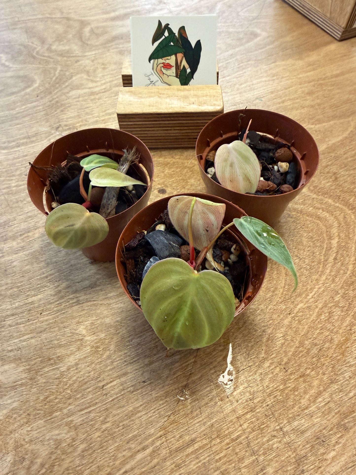 Philodendron El Choco Red