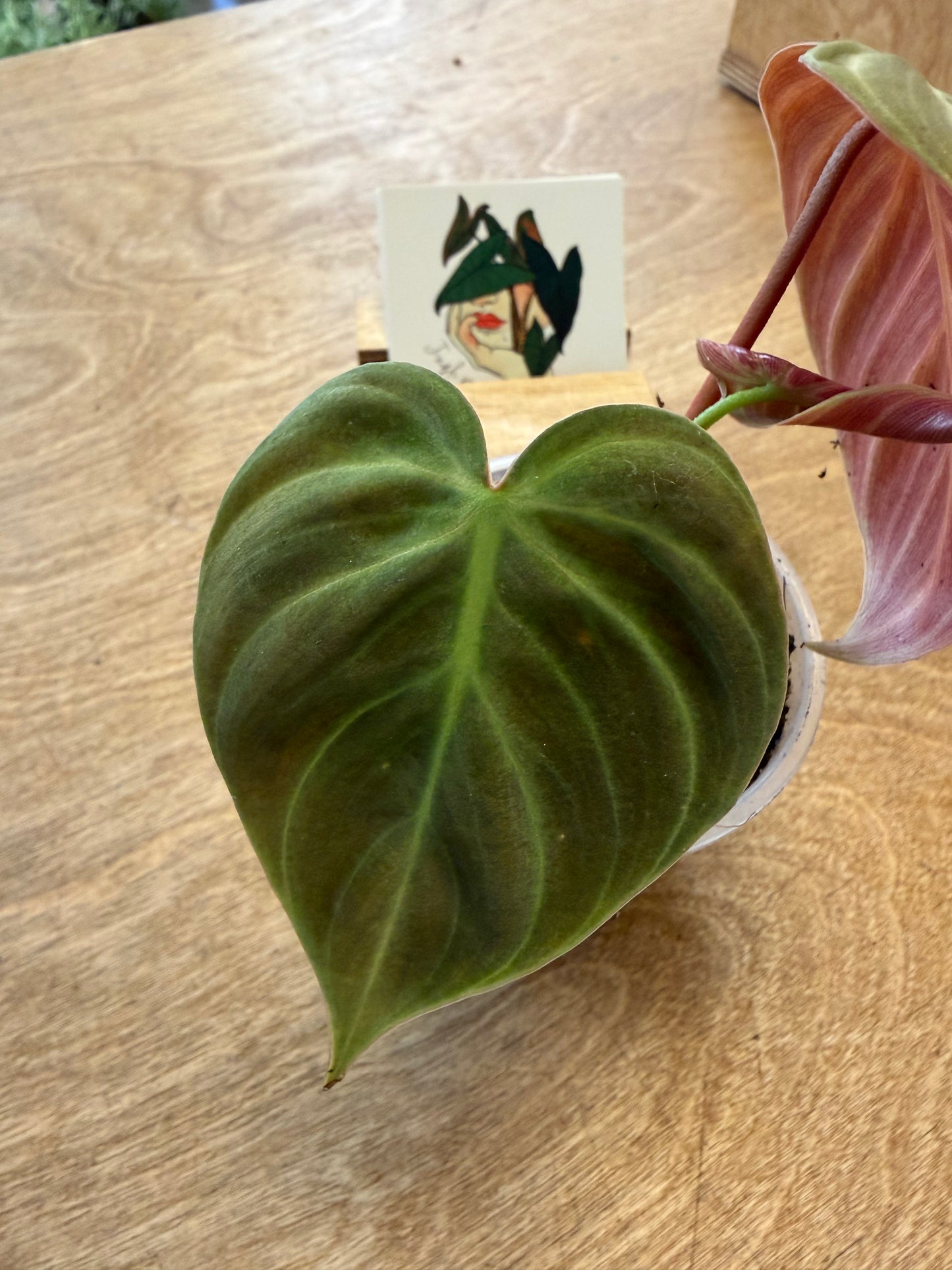 Philodendron El Choco Red
