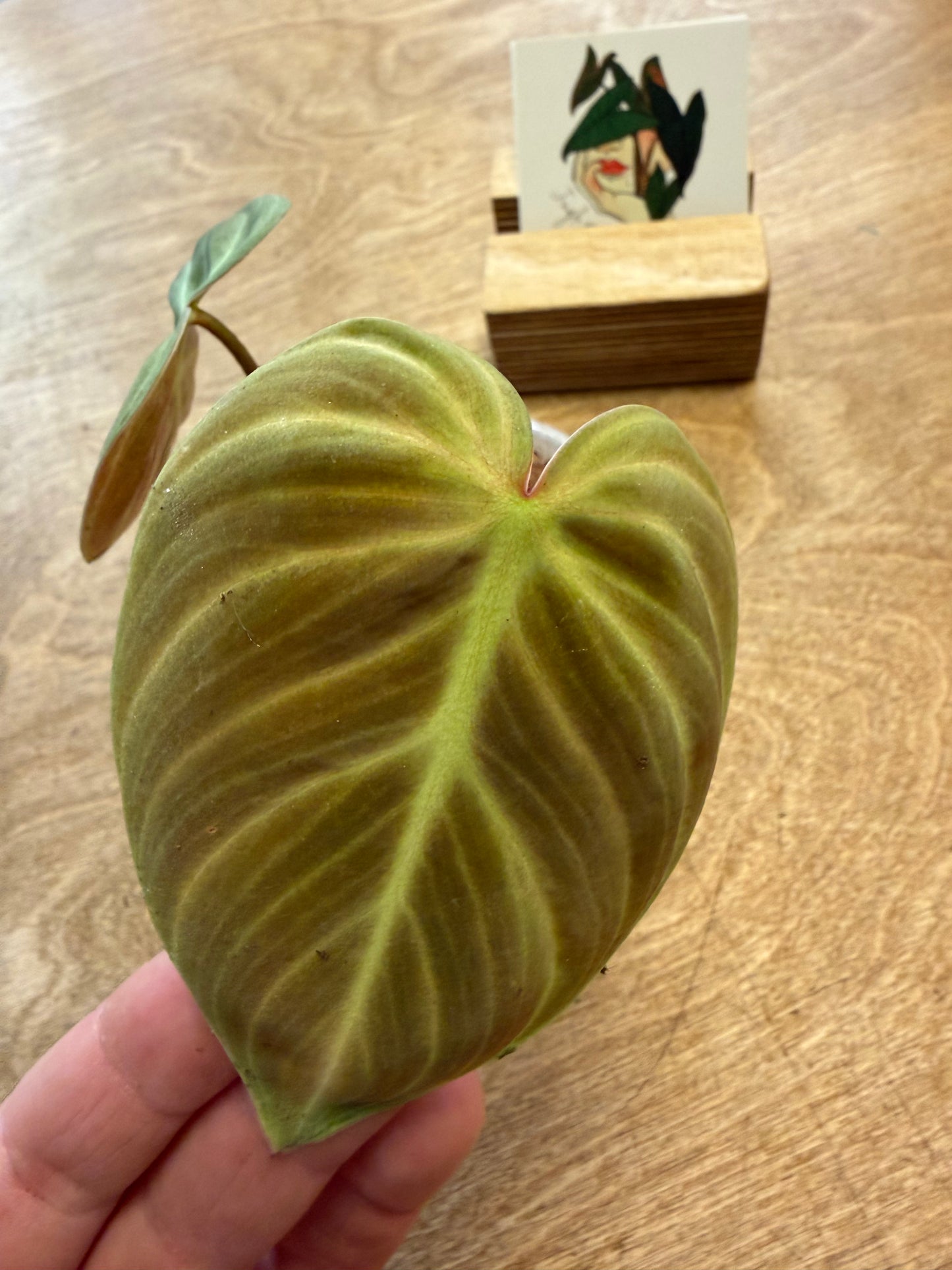 Philodendron El Choco Red