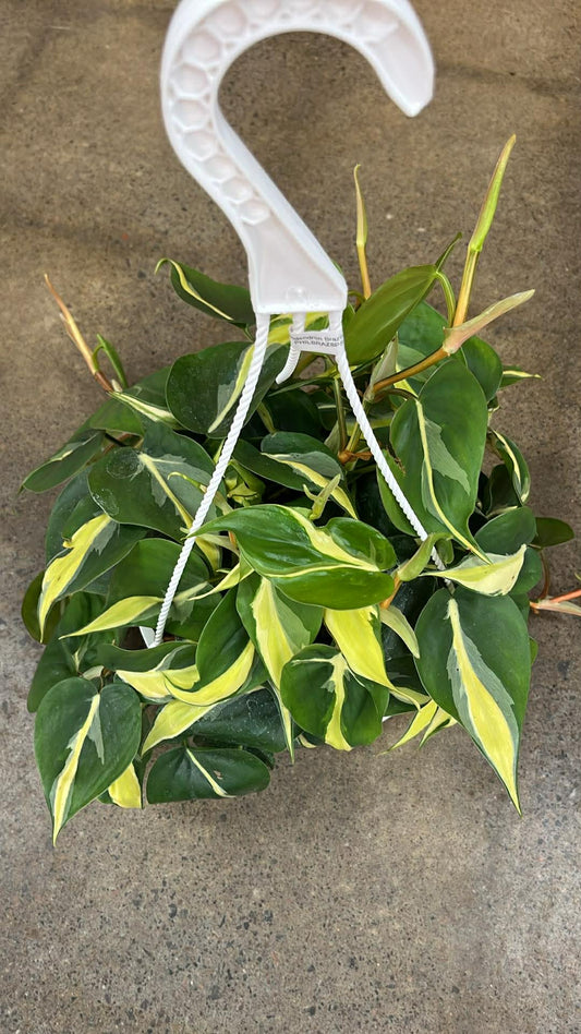 Philodendron Brazil