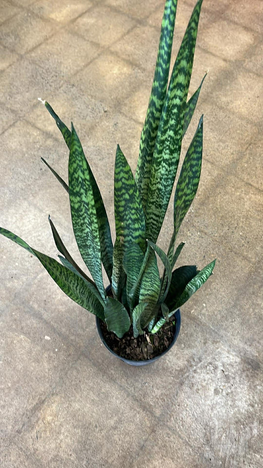 Sansevière Peppermint