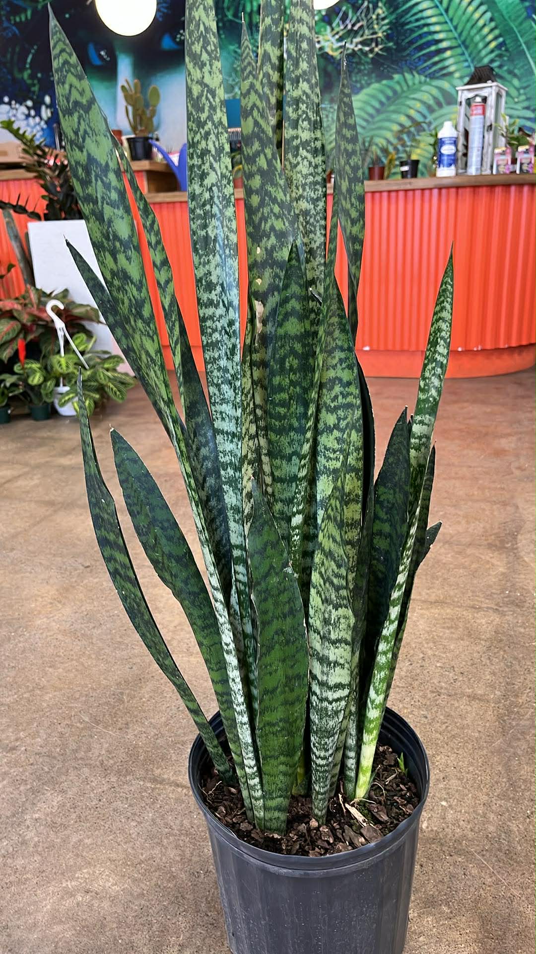 Sansevière Peppermint