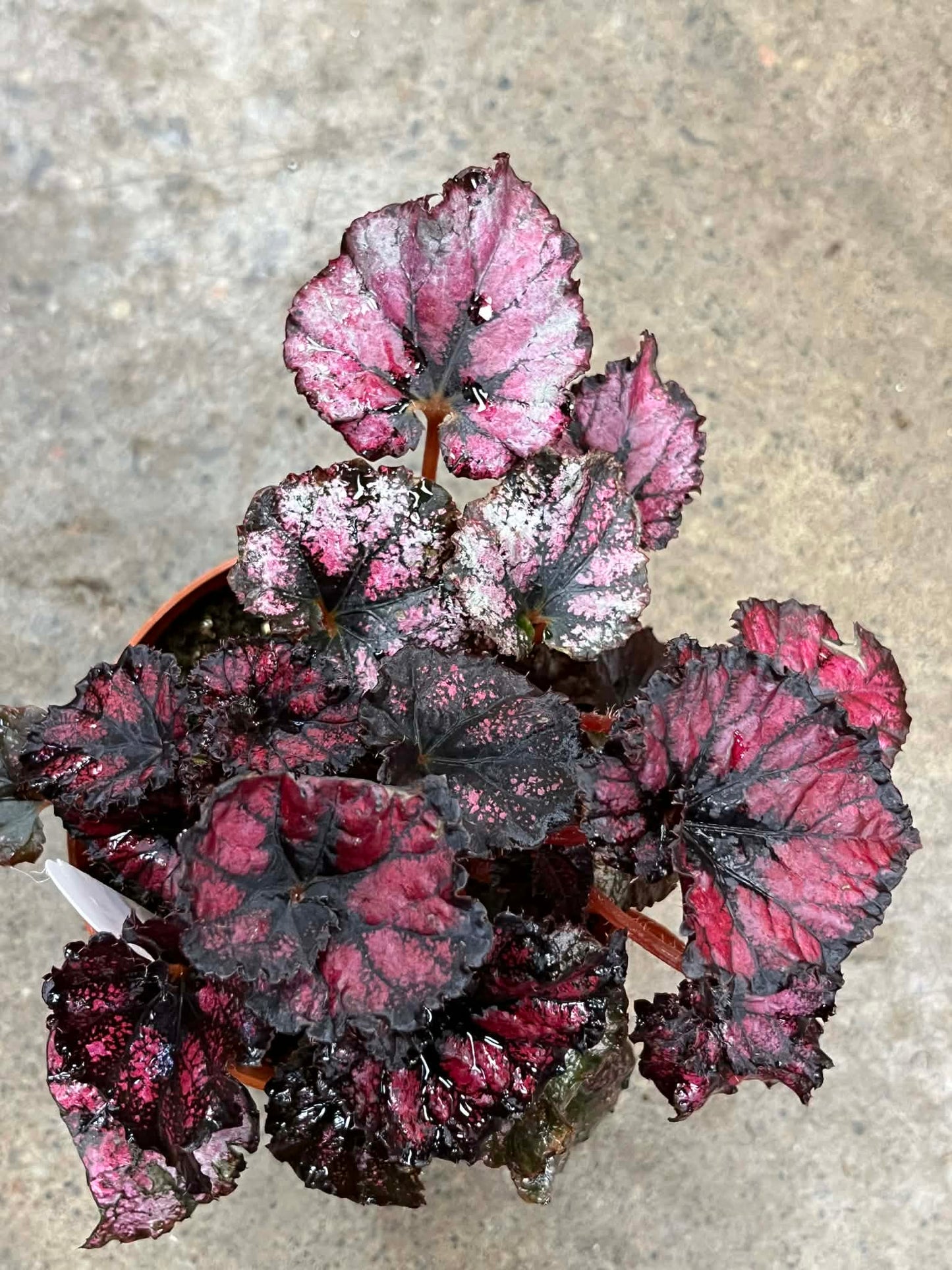 Bégonia Harmony's Marge Hendon