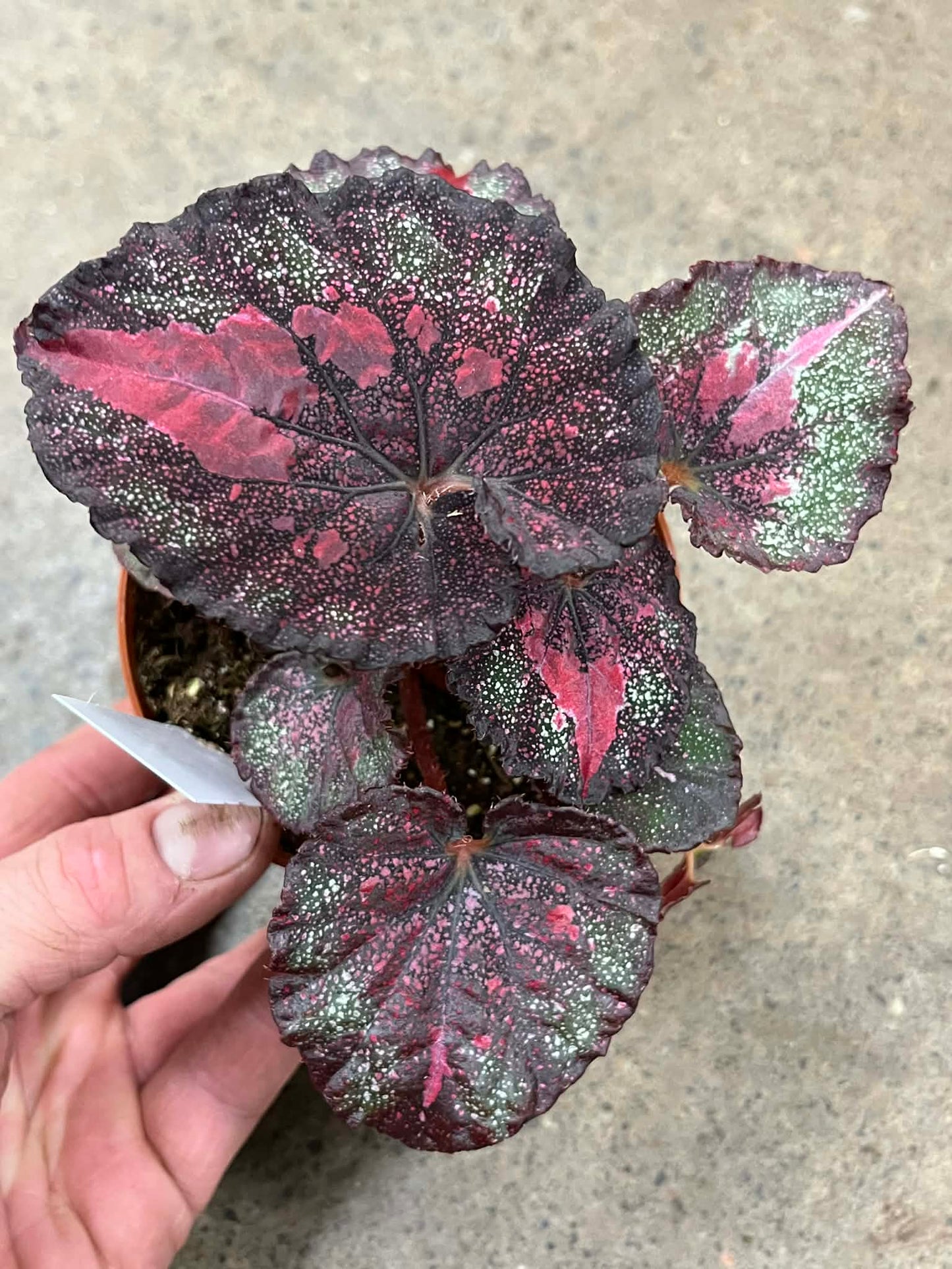 Bégonia Harmony's Heartbreaker