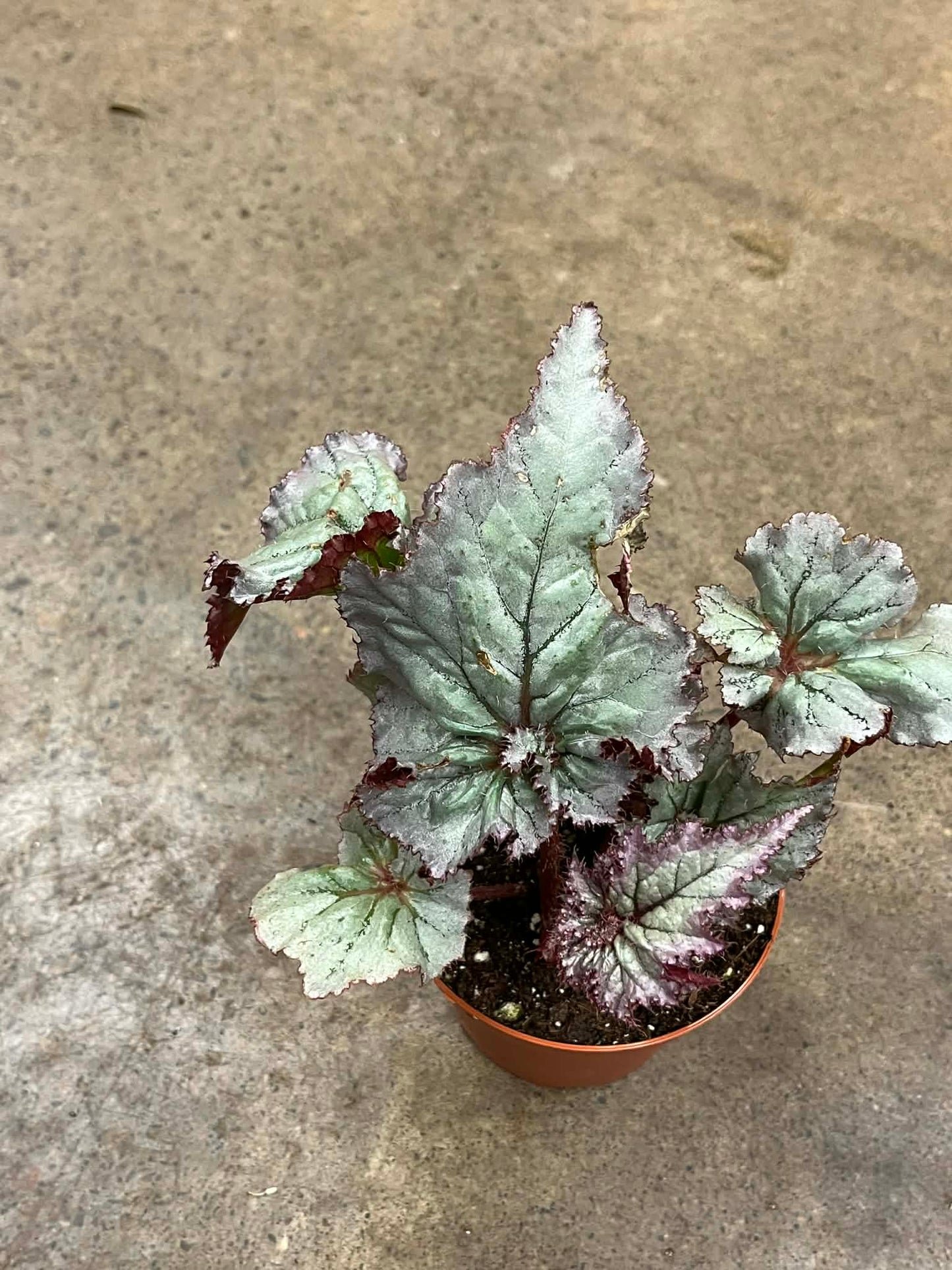 Bégonia Harmony's Silver Dragon