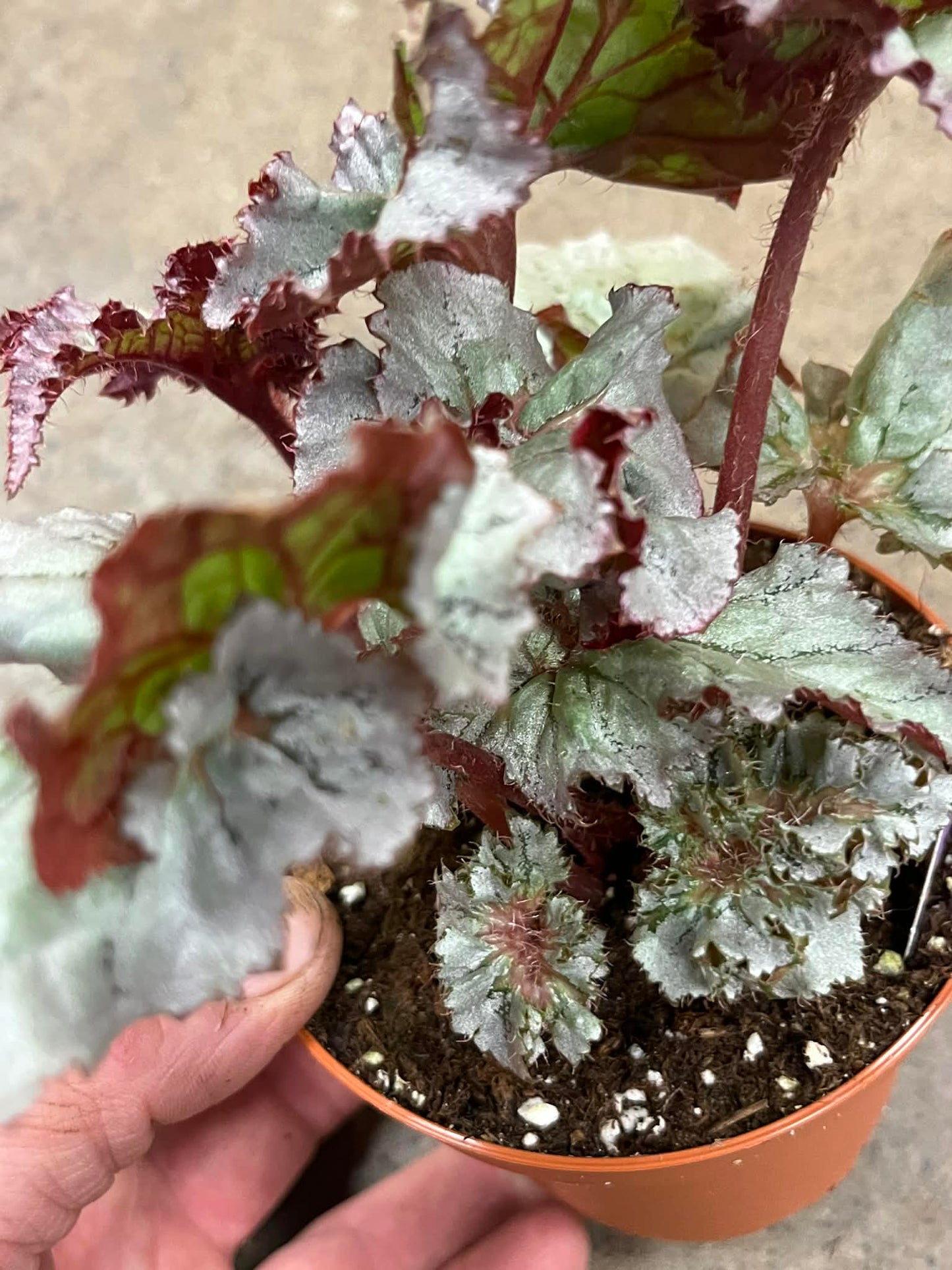 Bégonia Harmony's Silver Dragon