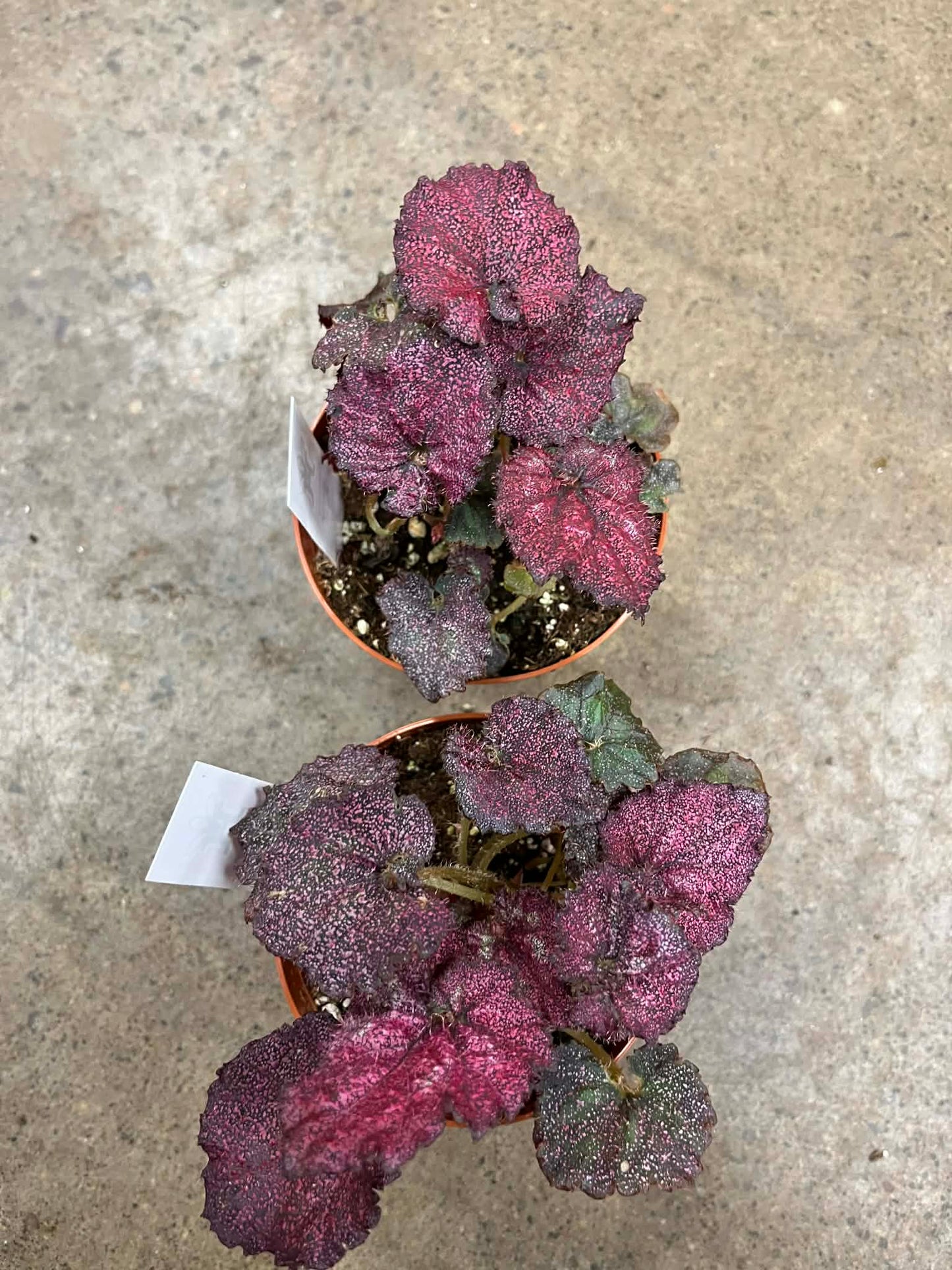 Bégonia Harmony's  Moody Mauve