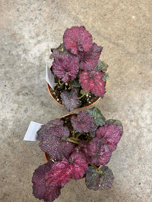 Bégonia Harmony's  Moody Mauve