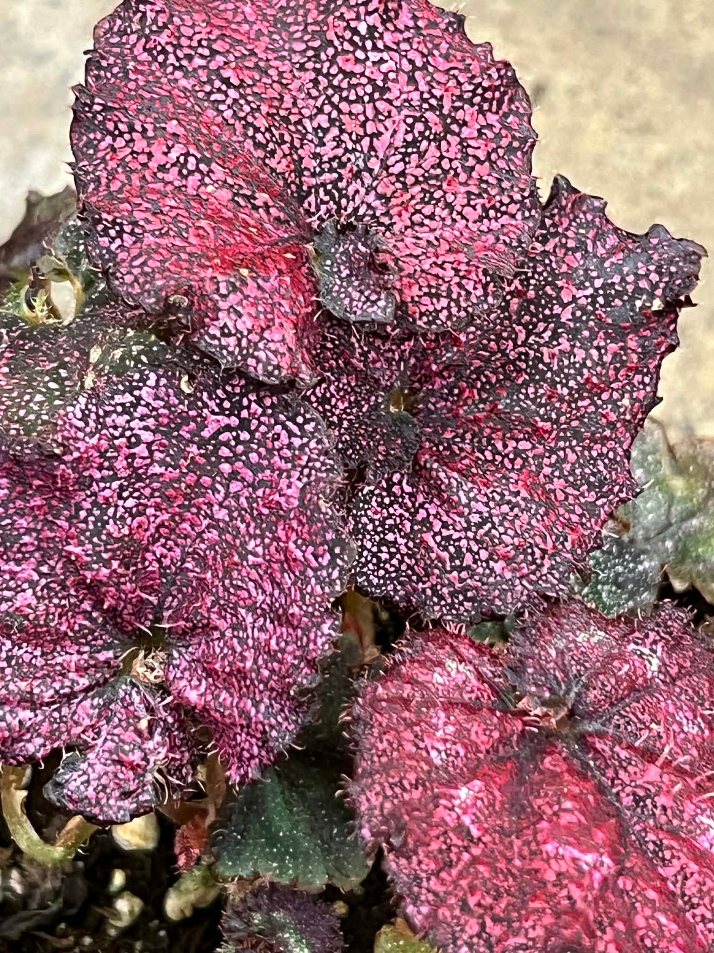 Bégonia Harmony's  Moody Mauve