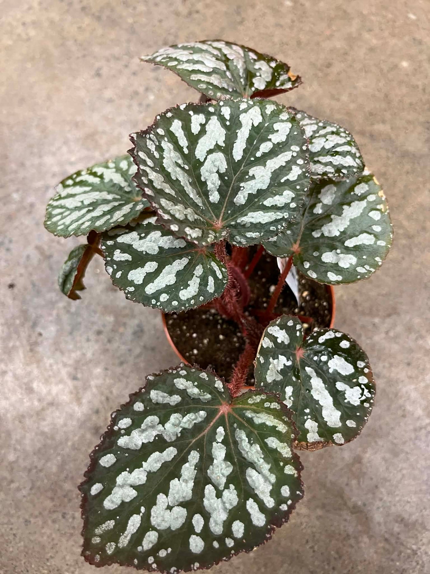 Bégonia Betsy