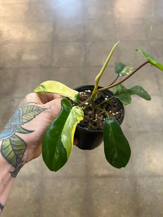 Florida Beauty Variegata