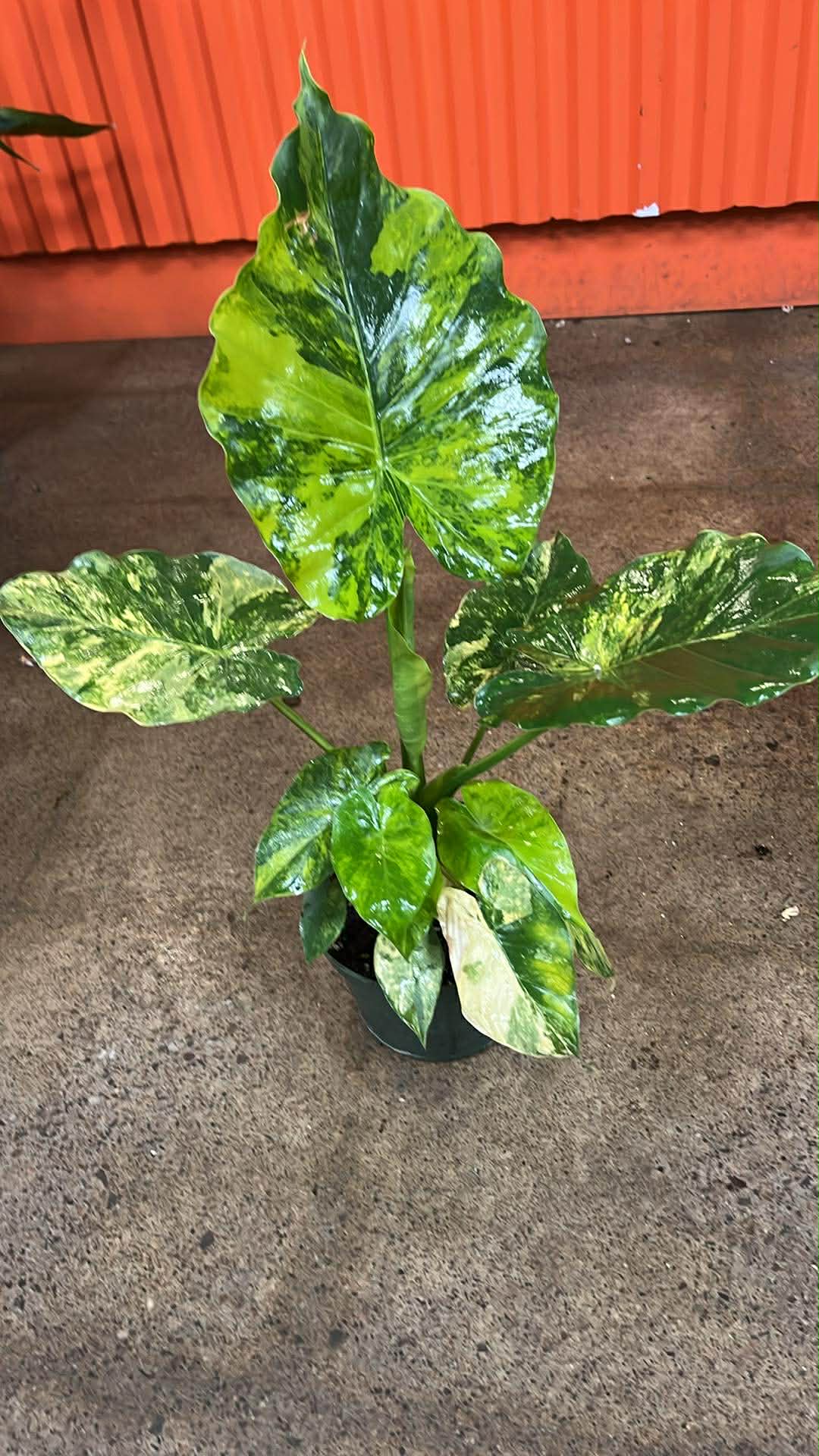 Alocasia Gigantea Aurea