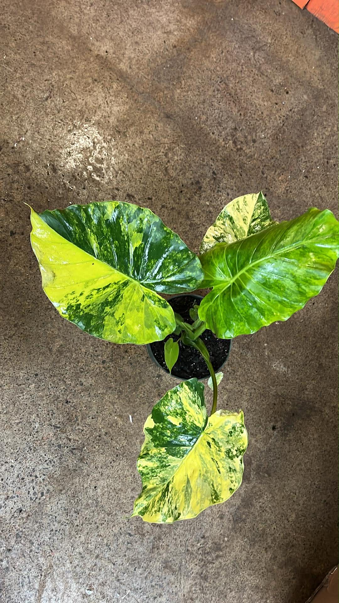 Alocasia Gigantea Aurea