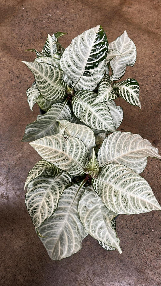 Aphelandra Snow White