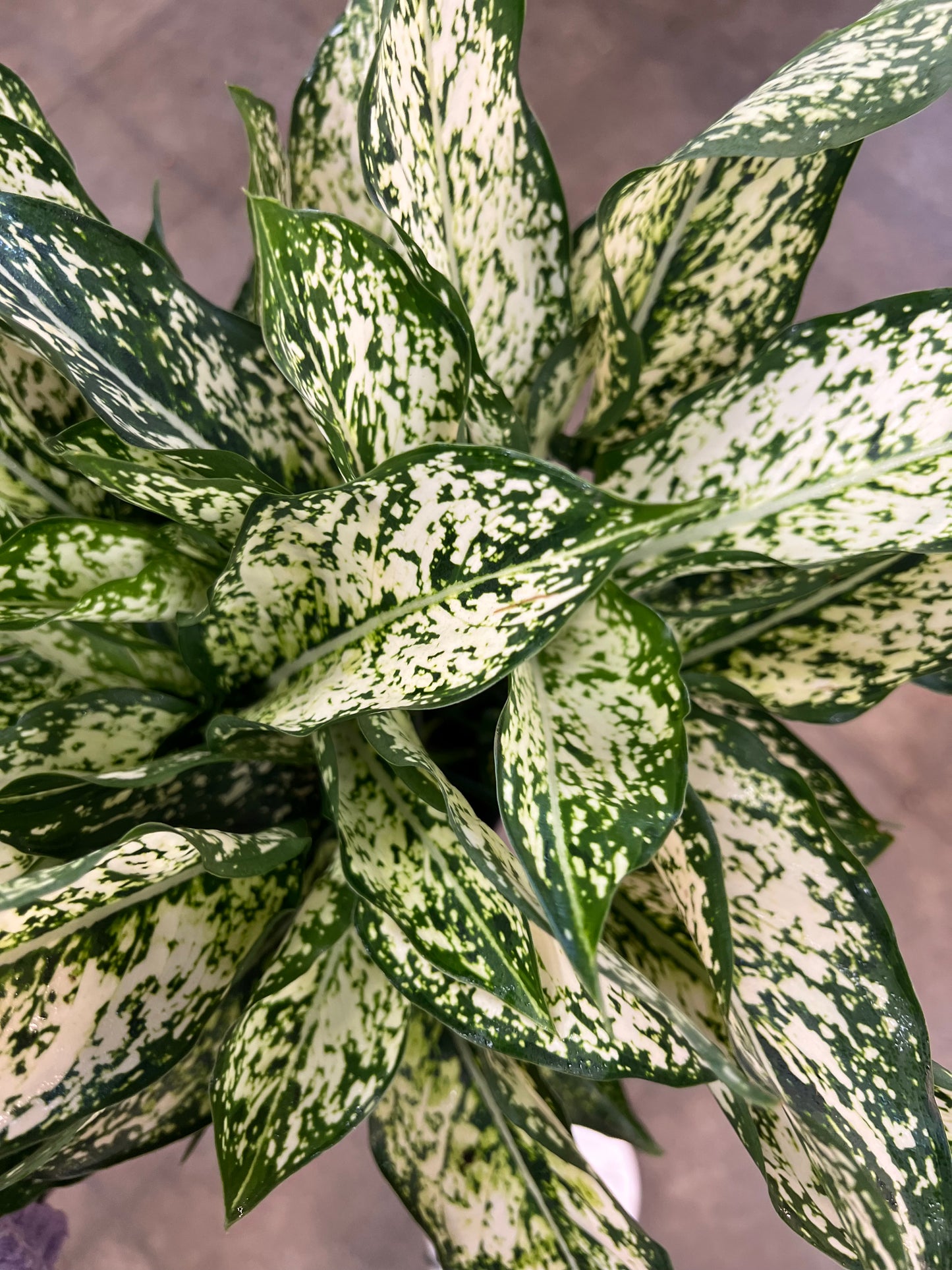 Aglaonema Spring Snow