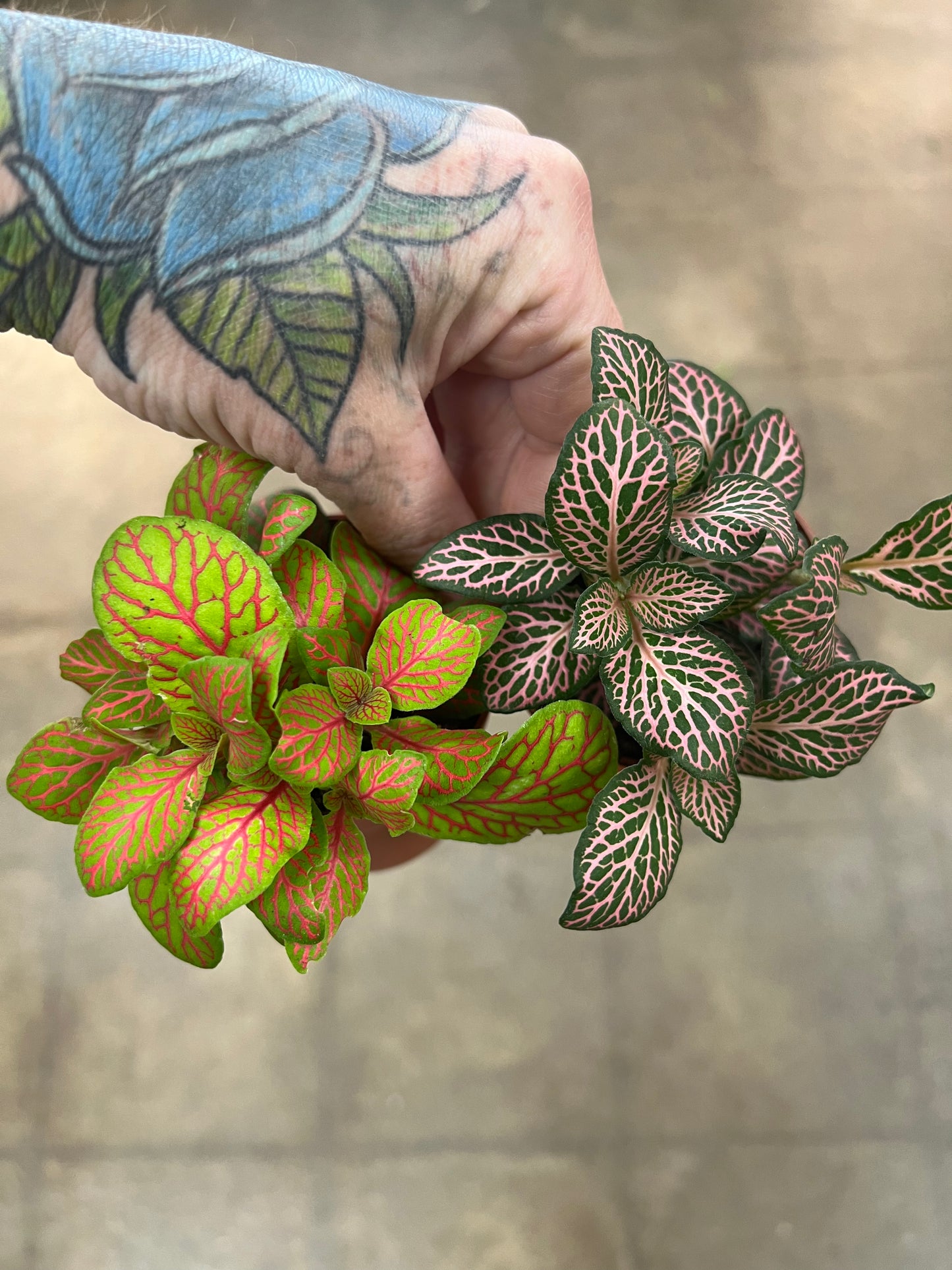 Fittonia 2.5