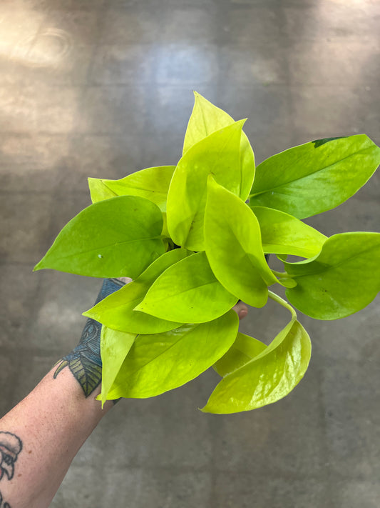 Pothos Néon