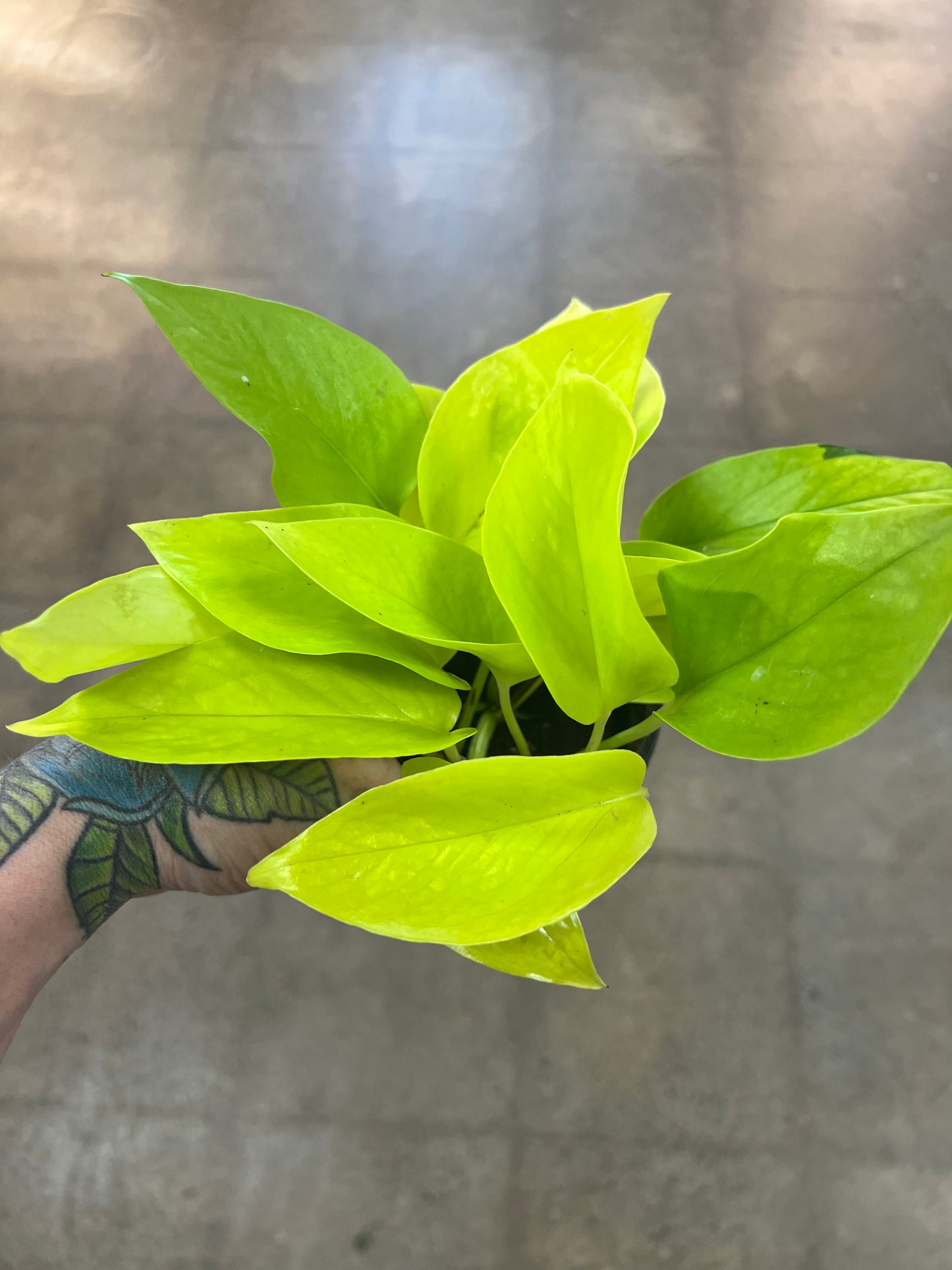 Pothos Néon