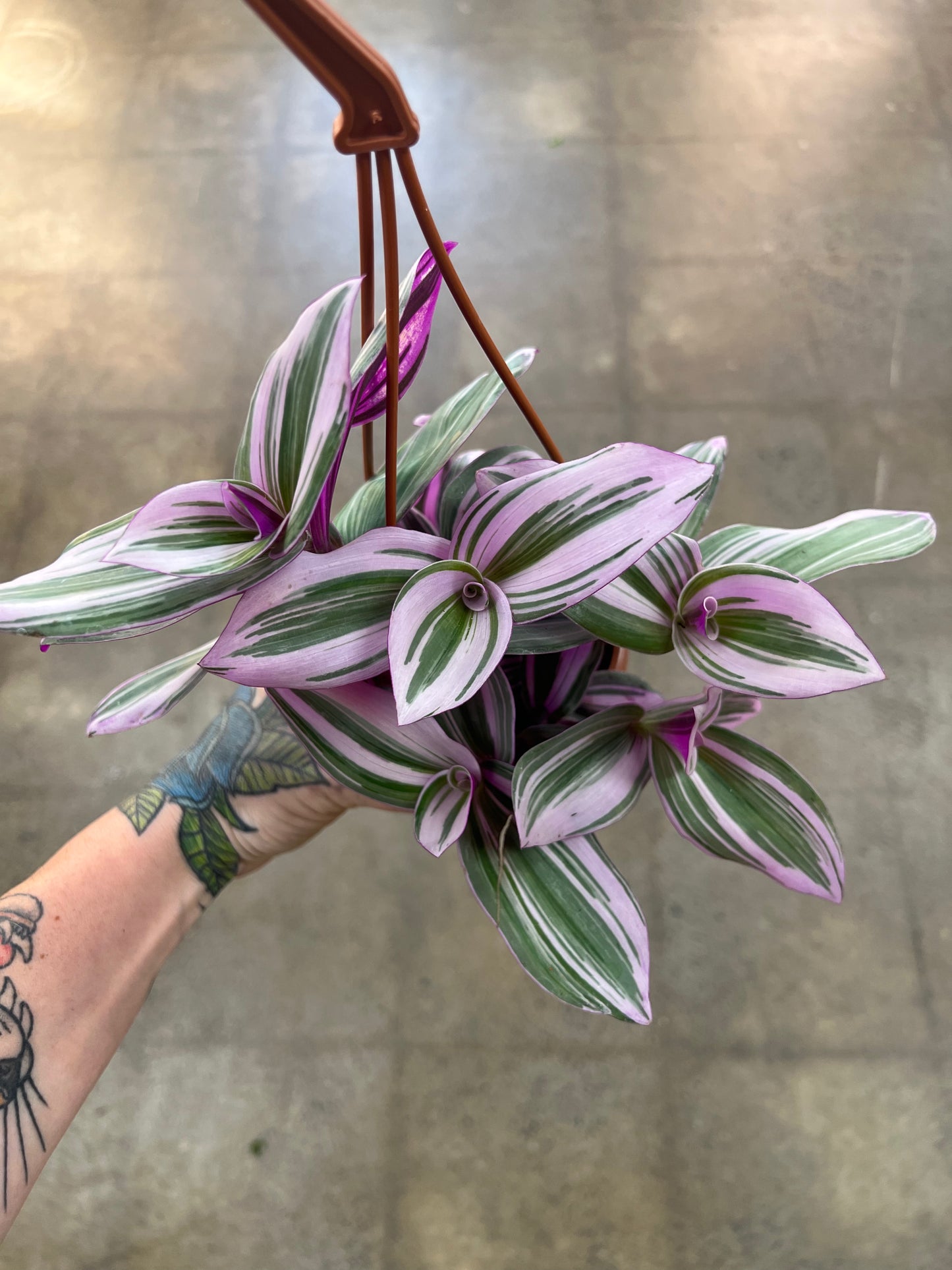 Tradescantia Bubblegum