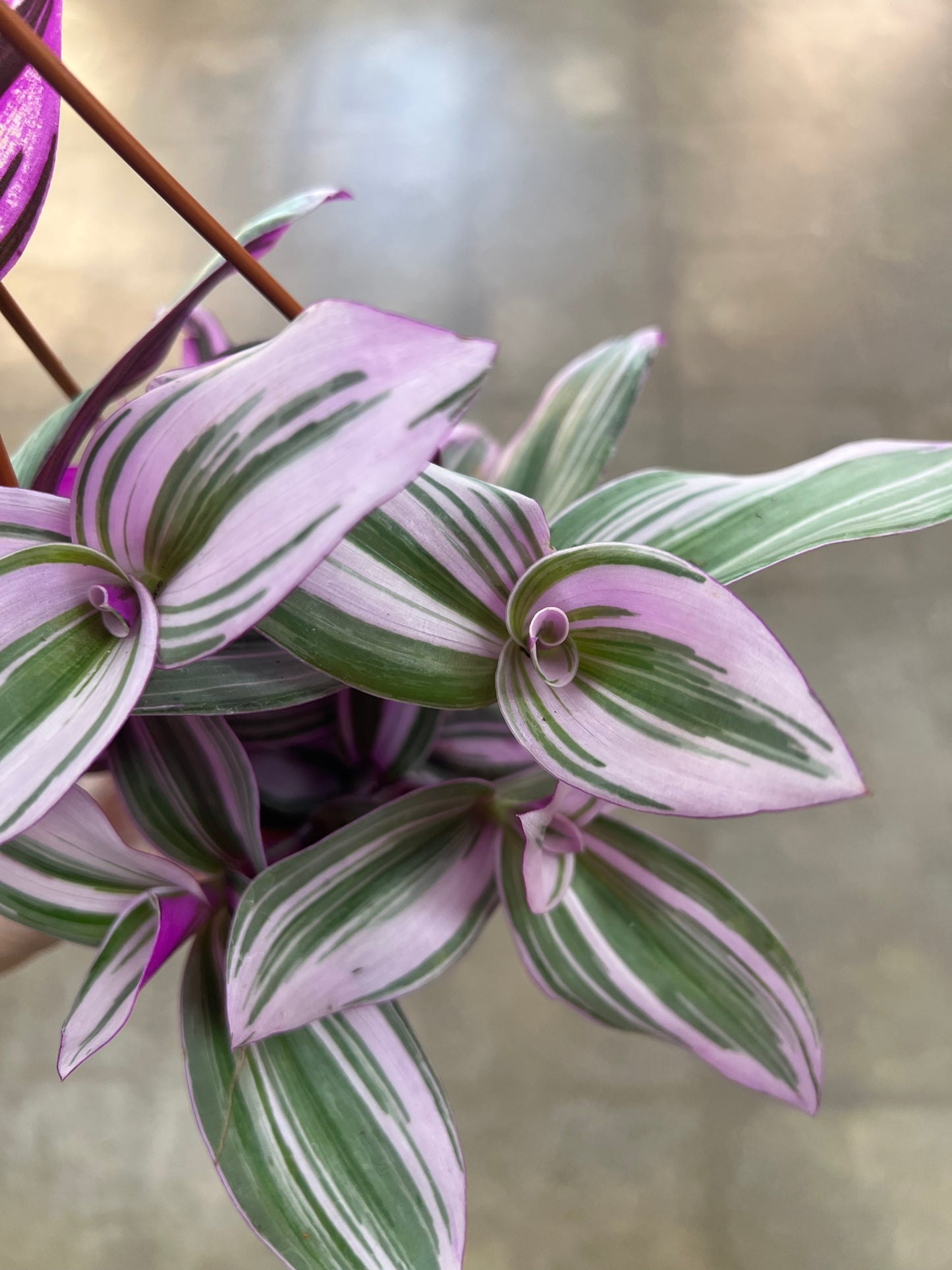 Tradescantia Bubblegum