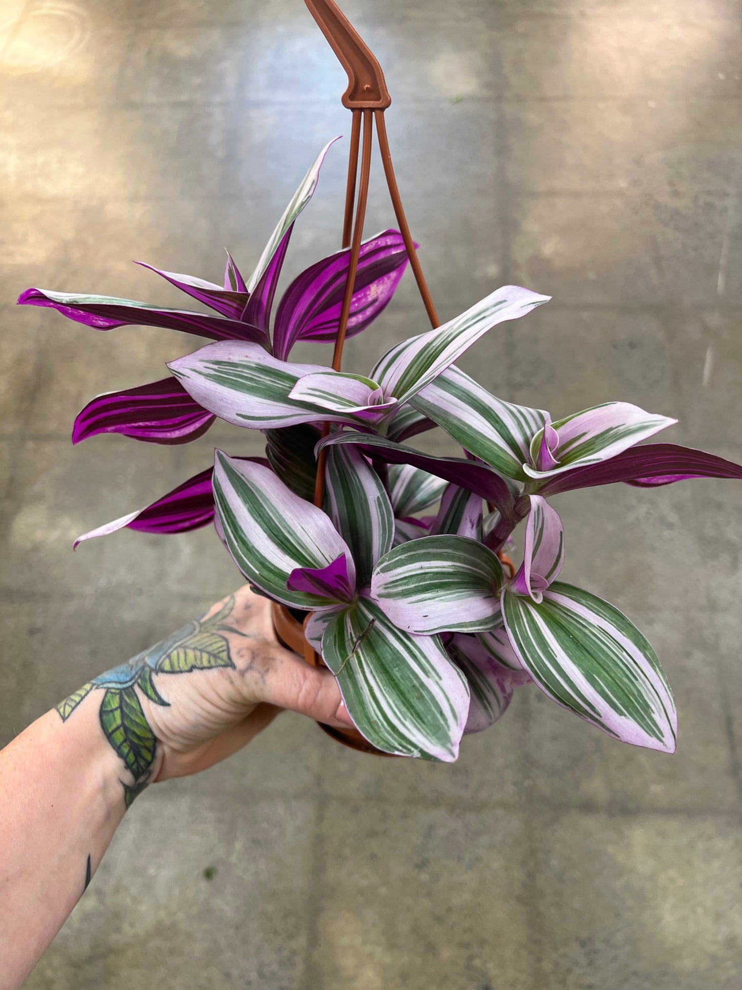 Tradescantia Bubblegum