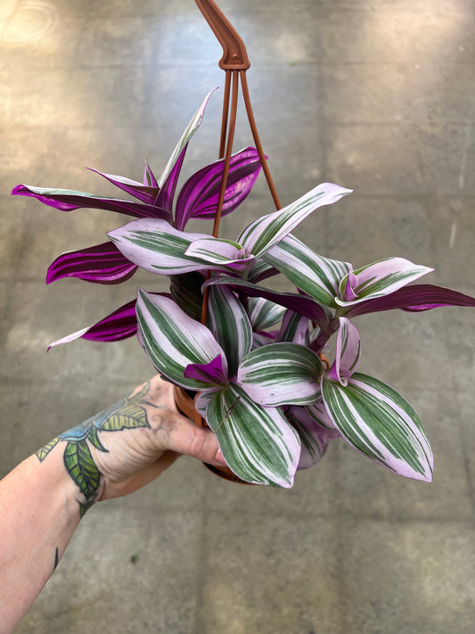 Tradescantia Bubblegum