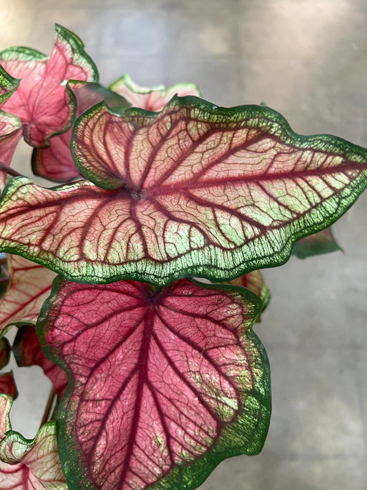 Caladium Asst.
