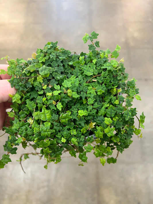 Ficus Pumila/ Chaîne de grenouille