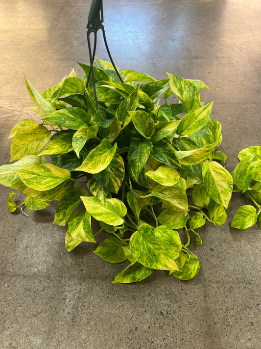 Golden Pothos Hi Color
