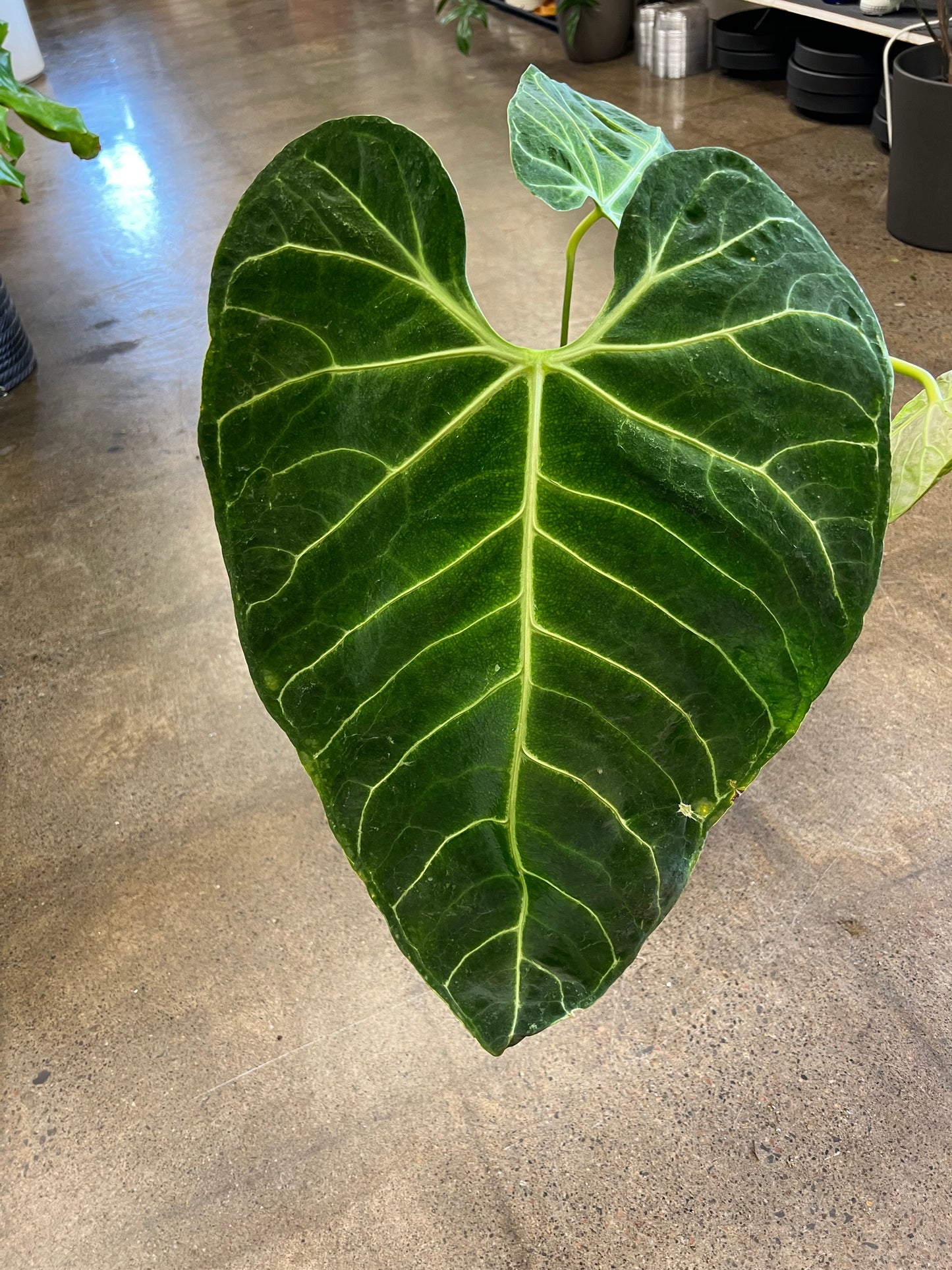 Anthurium Regale