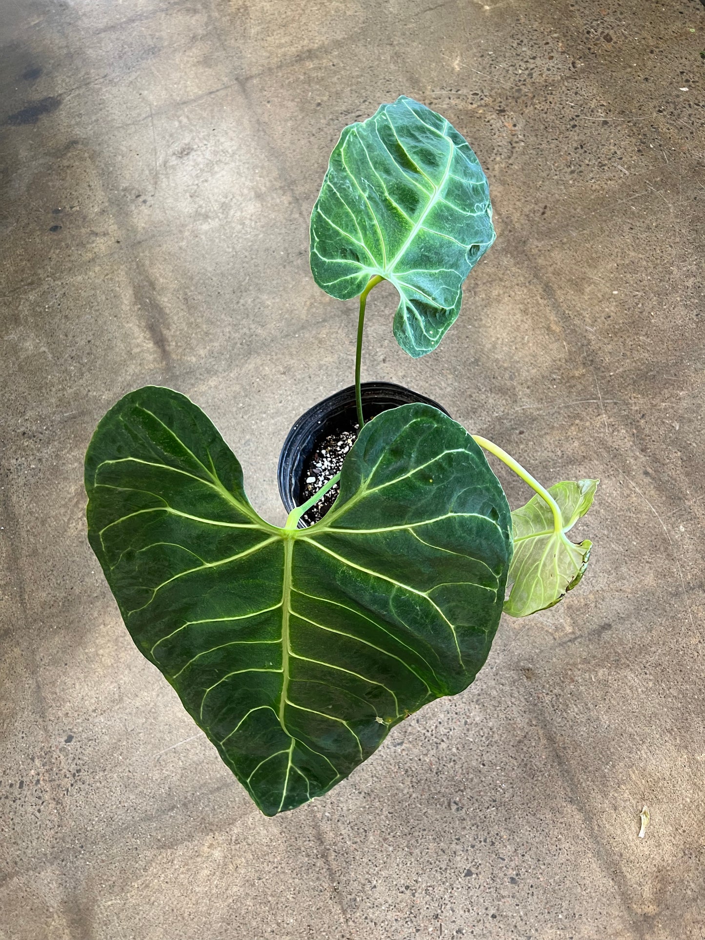 Anthurium Regale