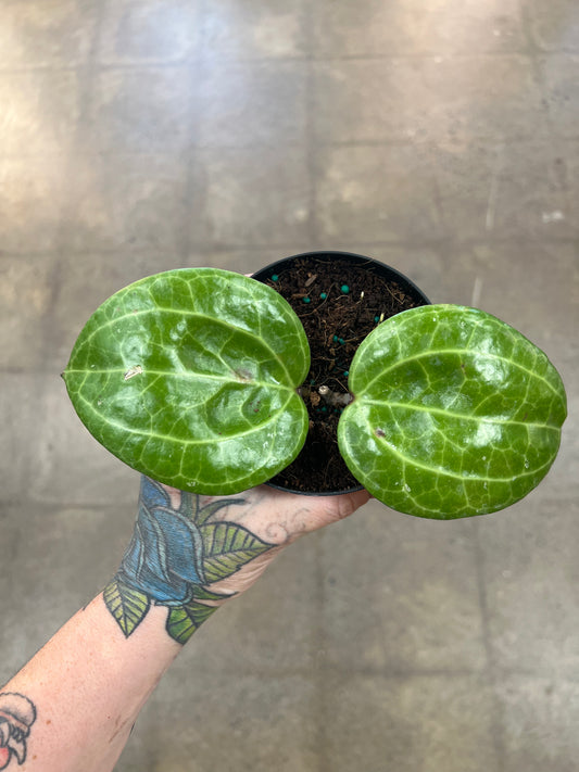 Hoya Sarawak