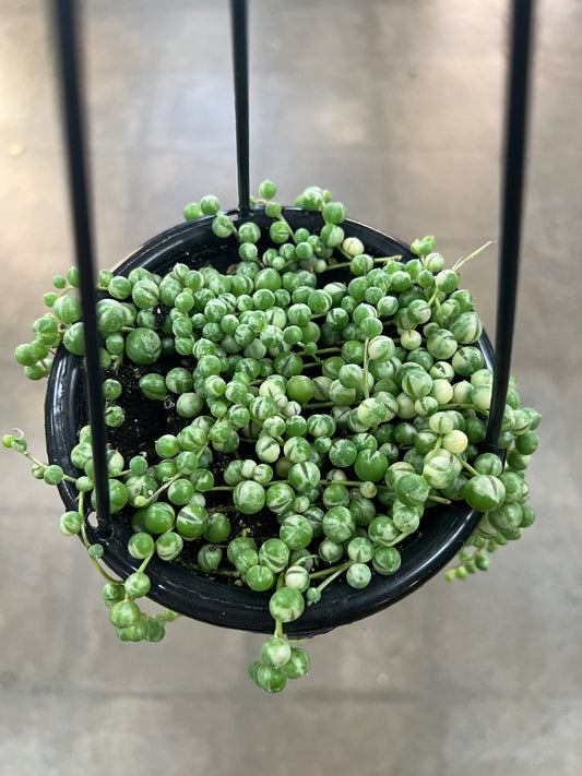 Chaînes de Perle Panaché