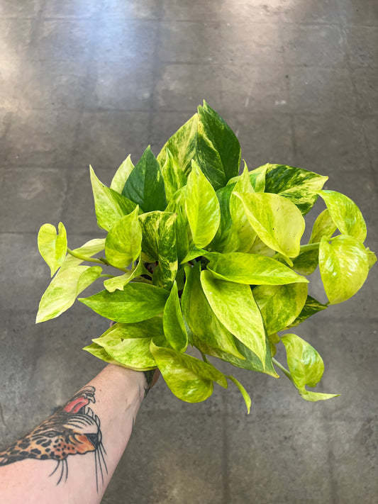 Pothos Néon Queen