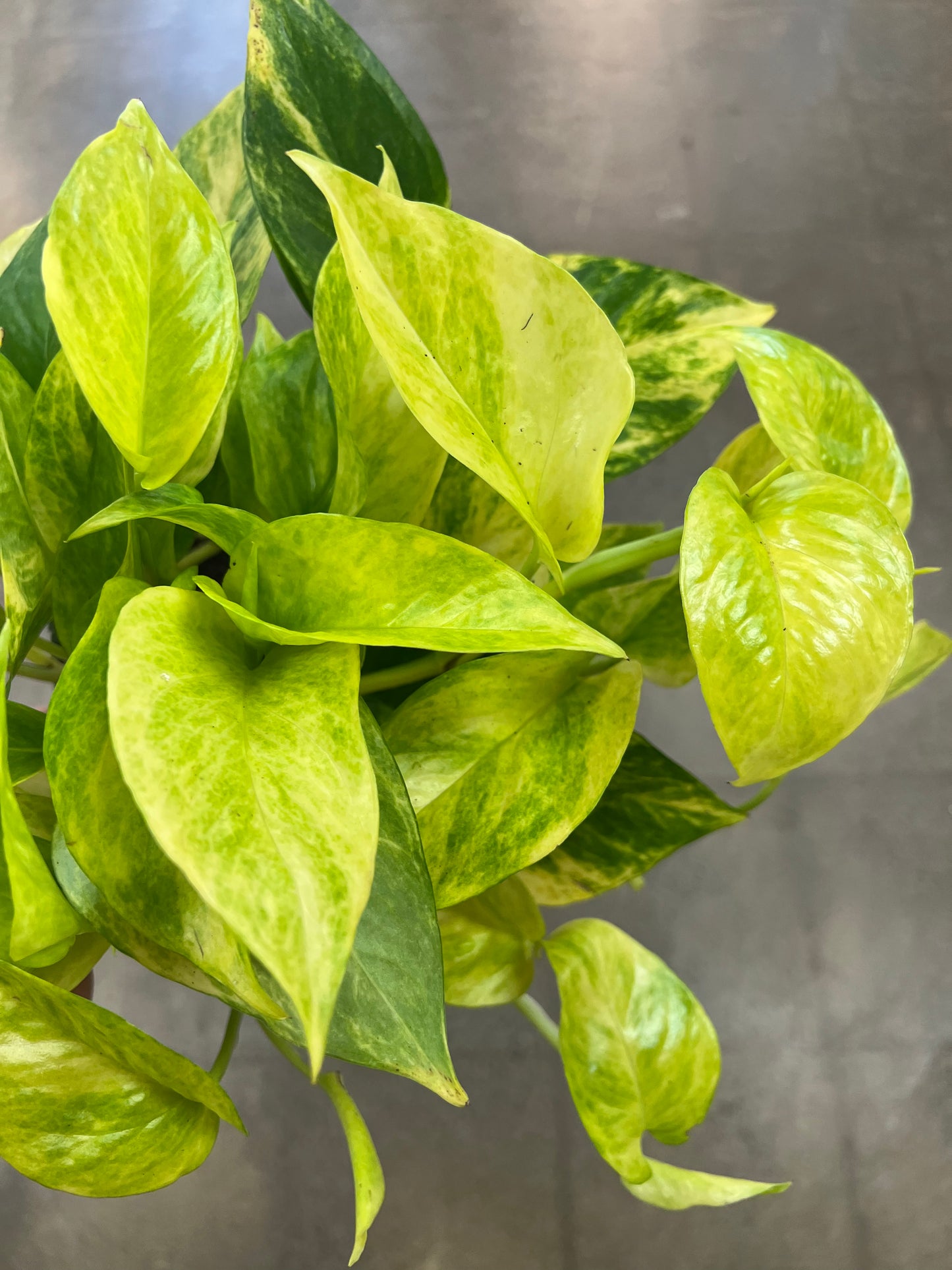 Pothos Néon Queen