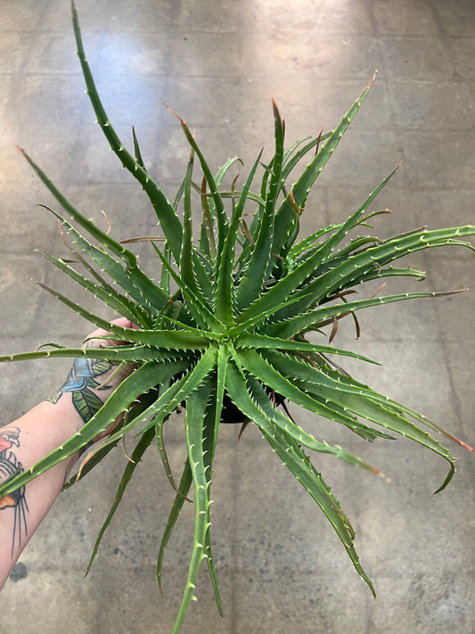 Aloe Hedgehog