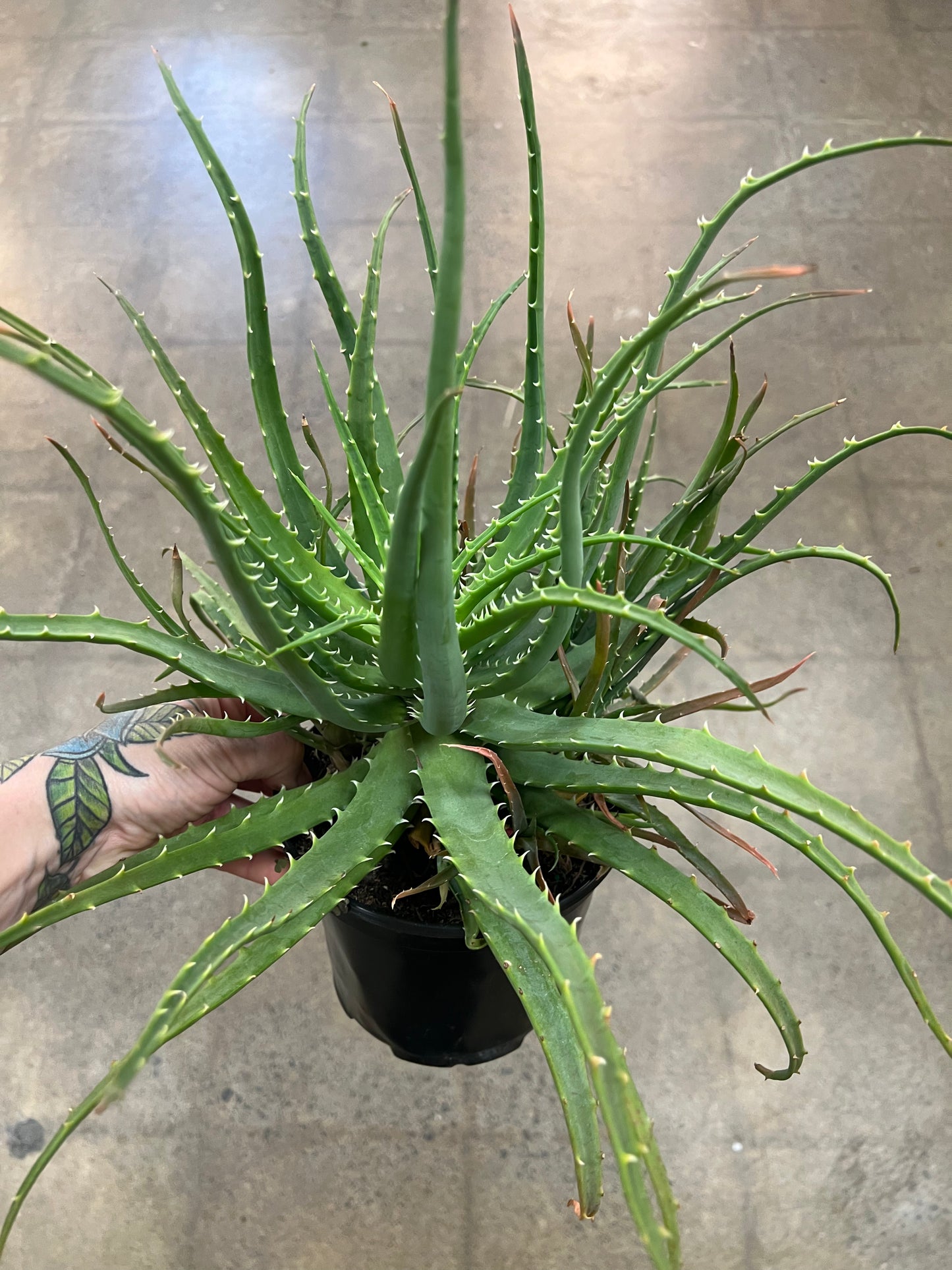 Aloe Hedgehog