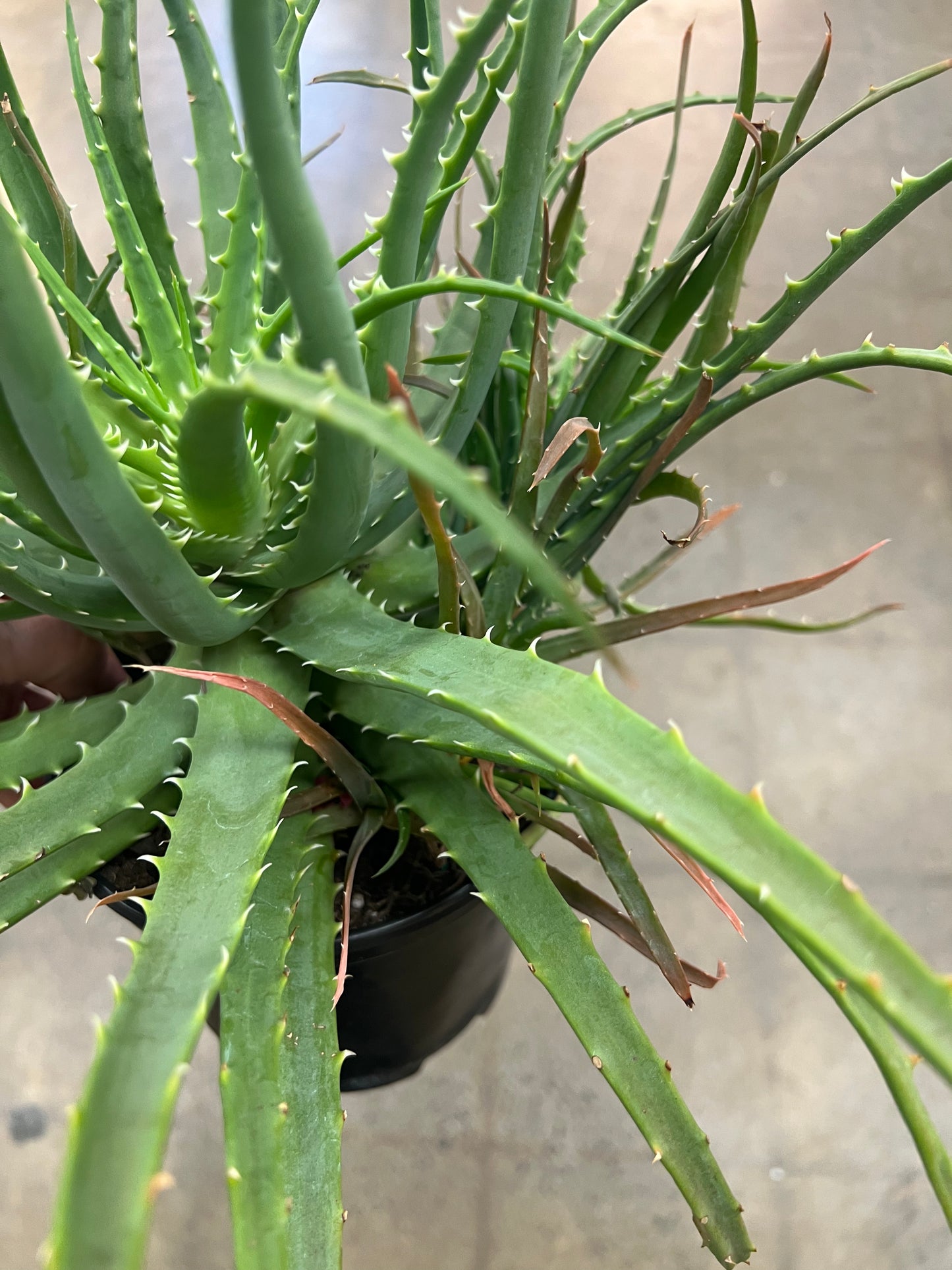 Aloe Hedgehog