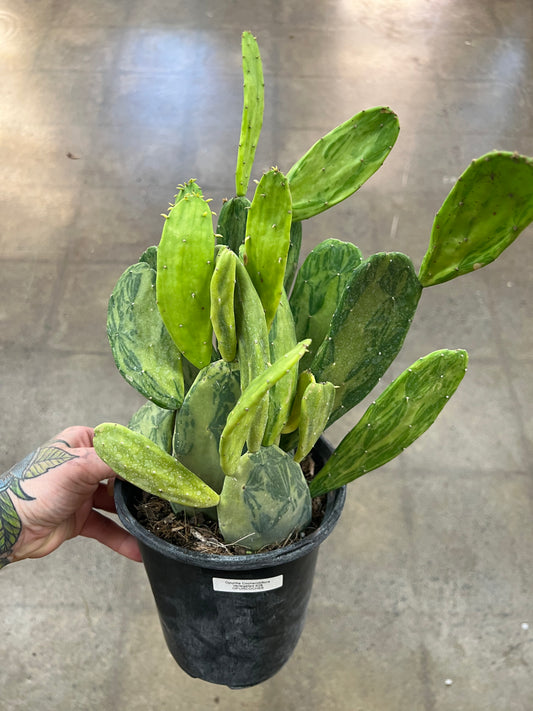 Opuntia Cochenilliflora Variegated
