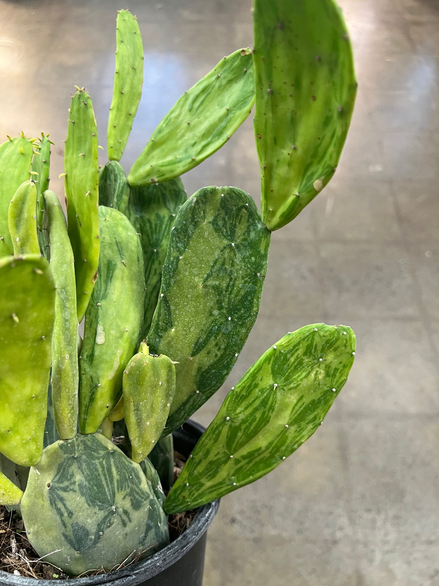 Opuntia Cochenilliflora Variegated