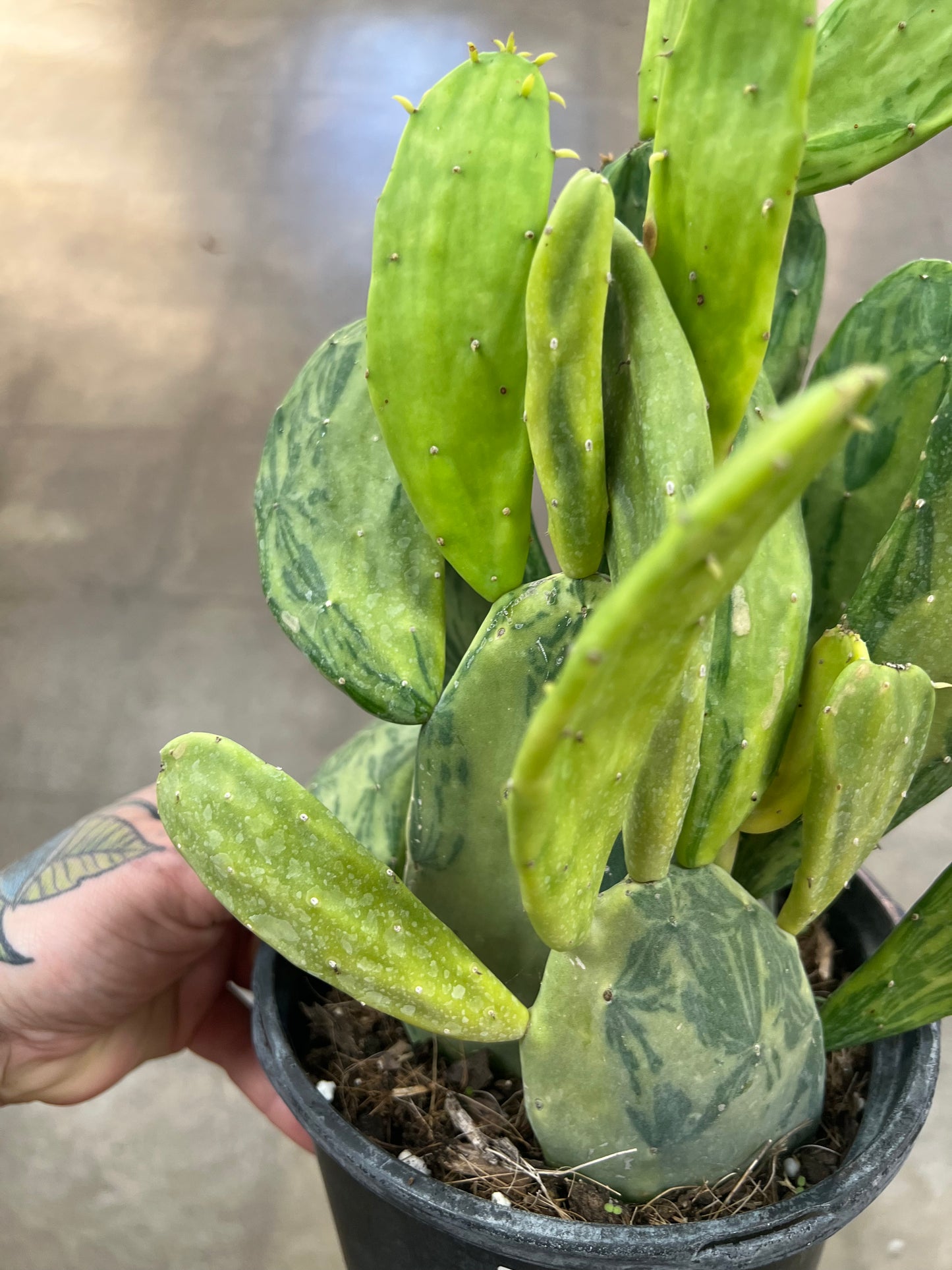 Opuntia Cochenilliflora Variegated