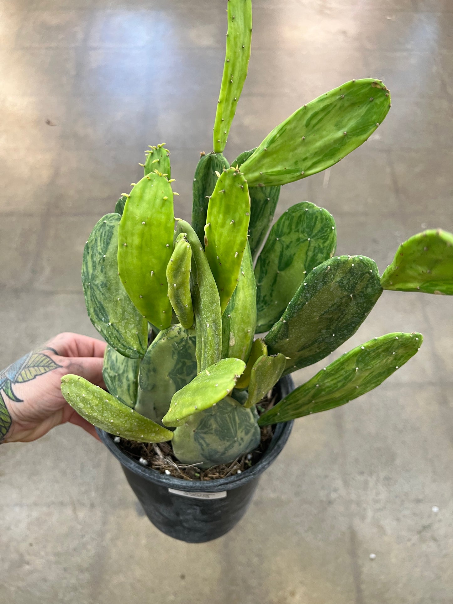 Opuntia Cochenilliflora Variegated
