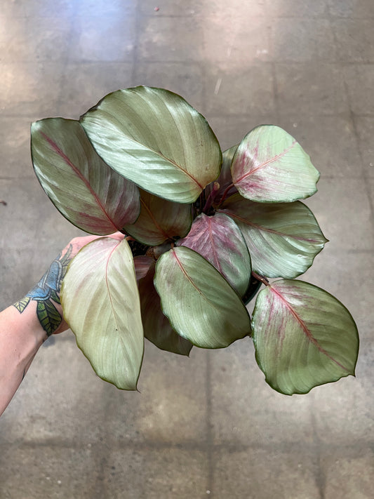 Calathea Silver Plate