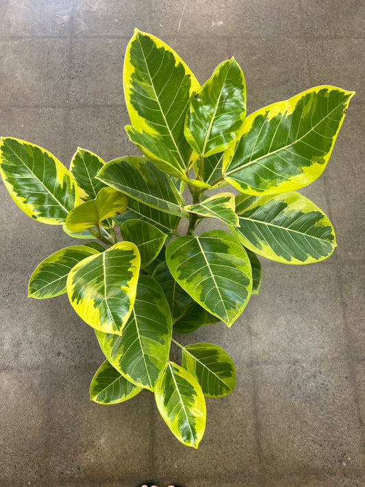 Ficus Altissima 3PPP