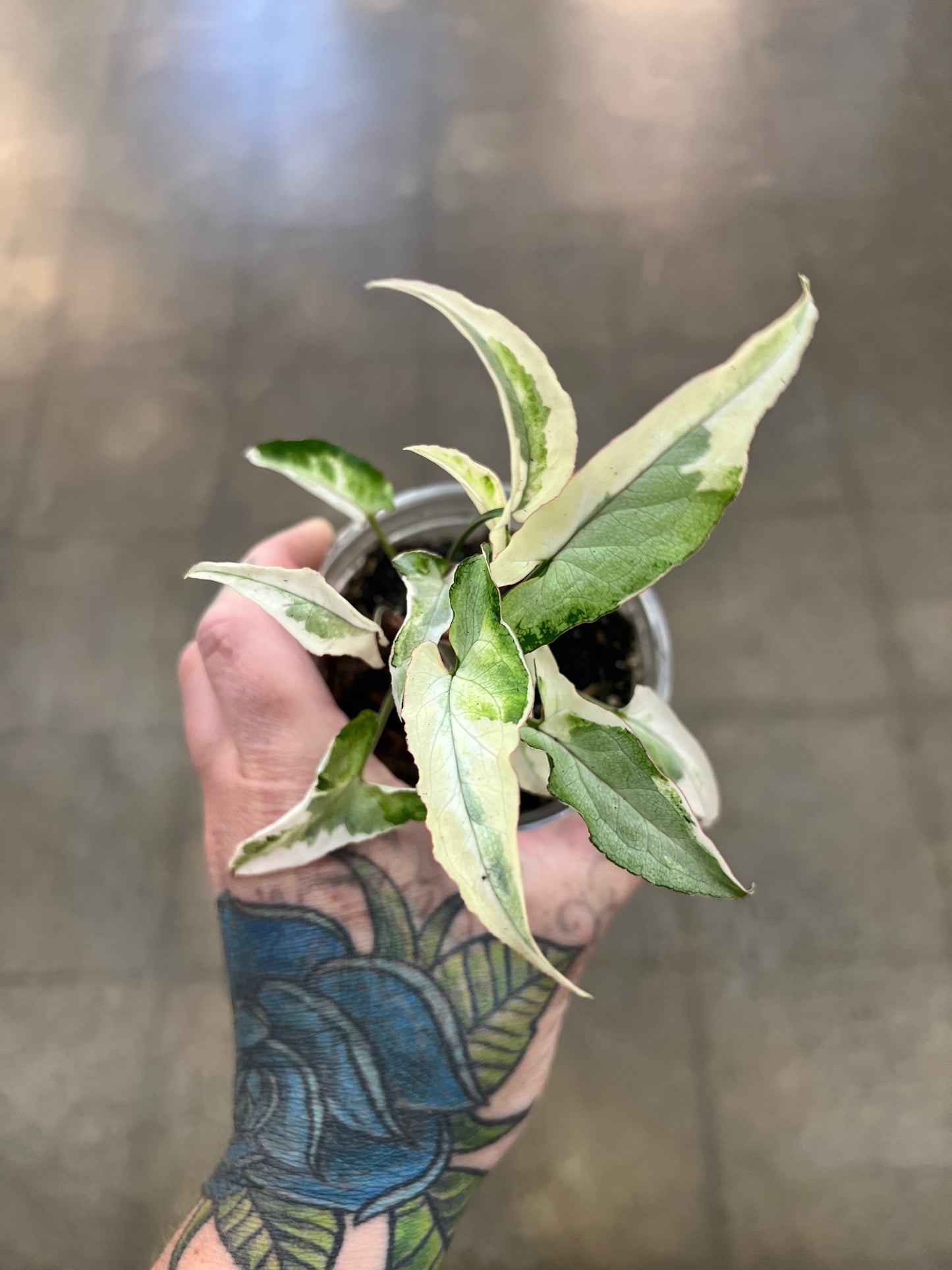 Syngonium Starlite