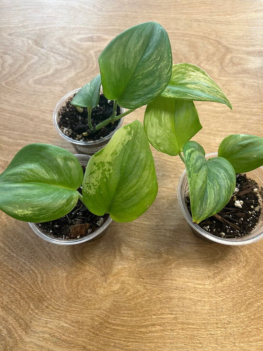 Scindapsus Moonlight Albo