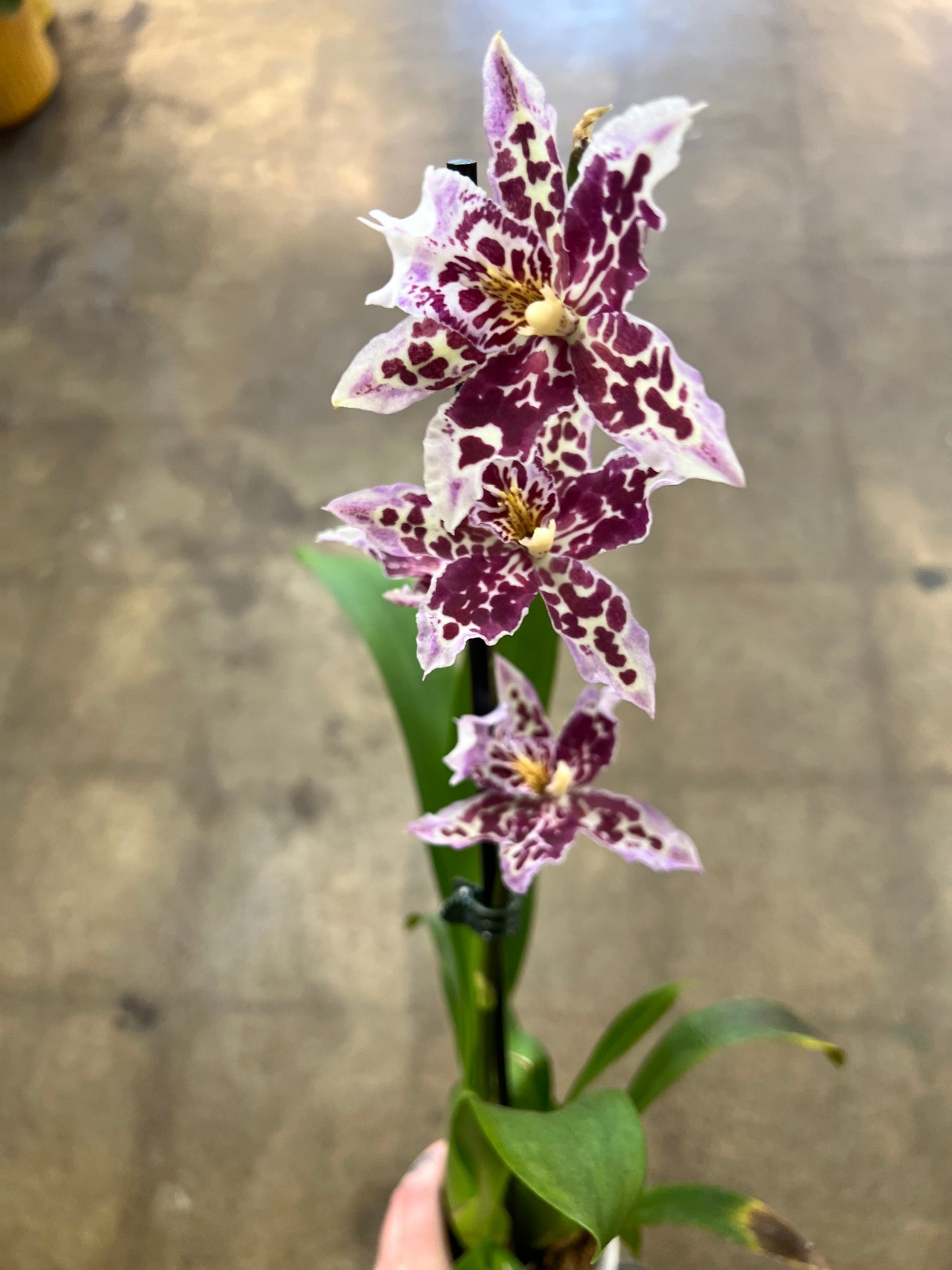 Oncidium orchid
