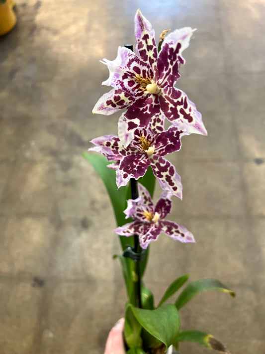 Orchidée Oncidium